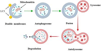 The dual role of autophagy in periprosthetic osteolysis